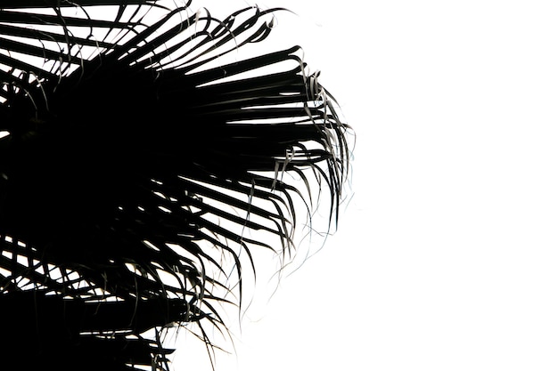 Silhouet van palmbladeren in het centrum van Rio de Janeiro