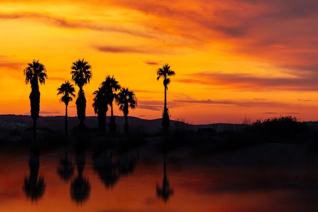 Silhouet van palmbomen bij zonsondergang