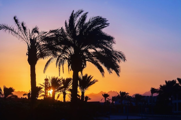 Silhouet van palmbomen moskee bij zonsondergang