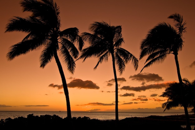 Silhouet van palmbomen op een strand bij zonsondergang