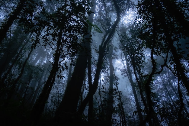 Silhouet van plant in het enge bos