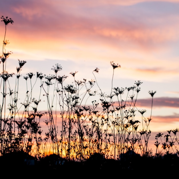 Silhouet van planten tegen de achtergrond van zonsondergang in de zomer