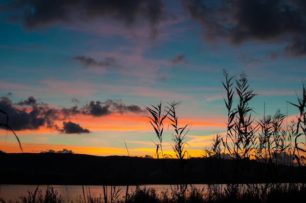 Silhouet van riet bij zonsondergang