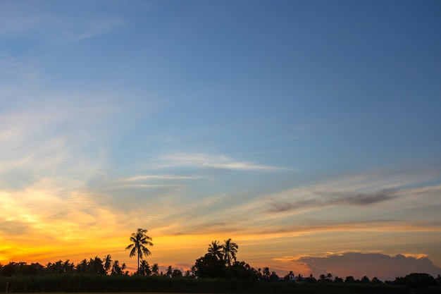 Silhouet van suikerpalm bij schemerhemel