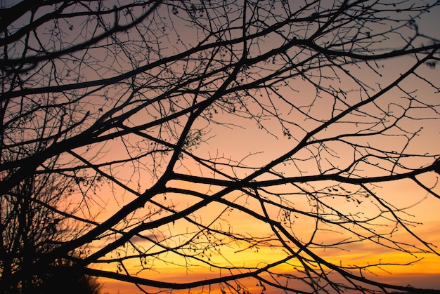 Silhouet van takken tegen zonsondergang