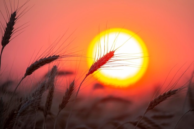 Foto silhouet van tarweoren na zonsondergangclose-up