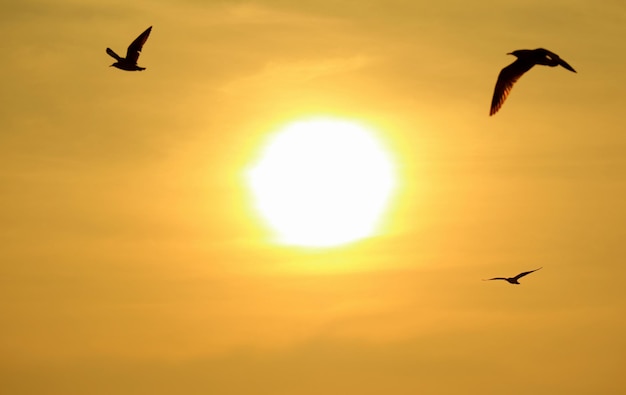 Silhouet van vliegende vogels op gouden ochtendhemel met de rijzende zon