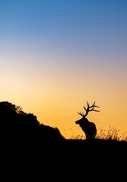 Foto silhouet van vogels op het veld tegen de hemel bij zonsondergang