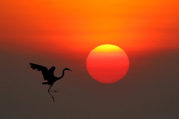 Silhouet van zilverreiger vliegen bij zonsondergang.