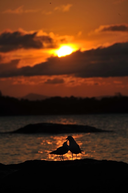 Foto silhouet vogel op het strand bij zonsondergang