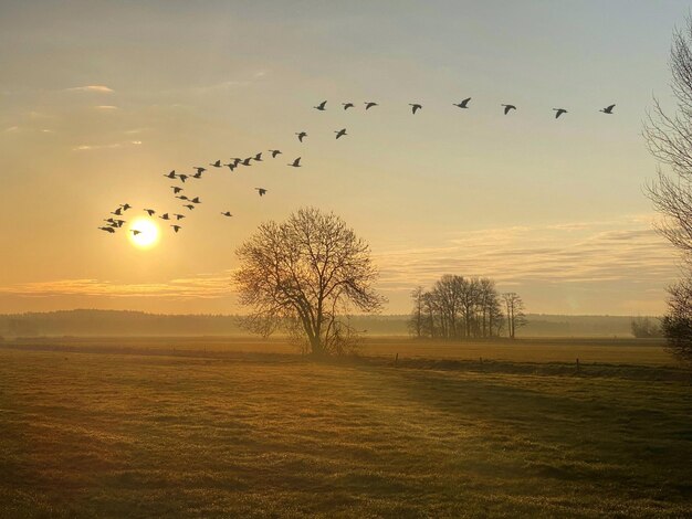 Foto silhouet vogels vliegen over het veld tegen de lucht tijdens de zonsondergang