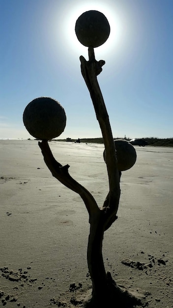 Foto silhouet zandballen op drijvend hout op het strand