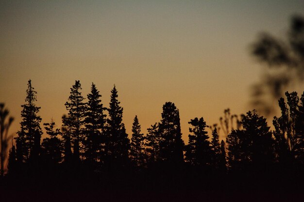 Foto silhouetbomen in het bos tegen de hemel bij zonsondergang