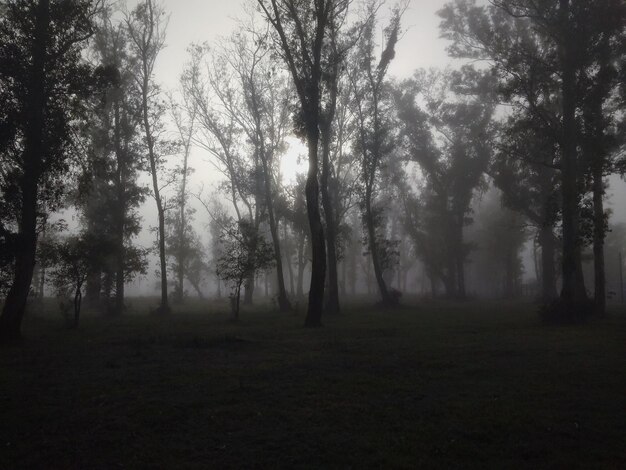 Foto silhouetbomen in het bos tijdens mistig weer