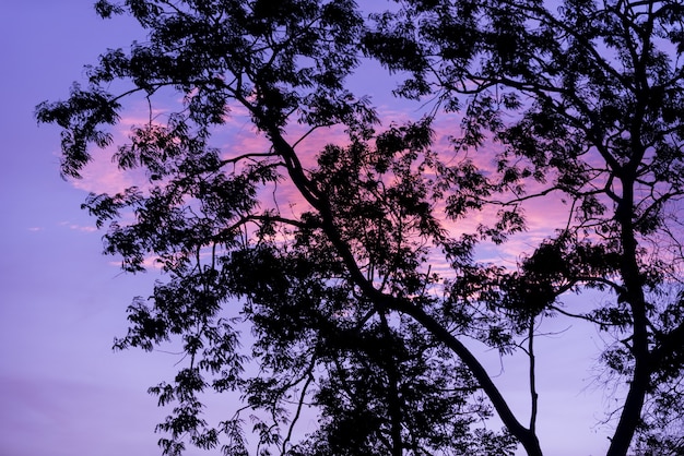 Silhouetbomen met mooie hemelachtergrond, bos