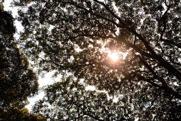 Silhouetboom in het bos met zonnestraal die omhoog kijkt