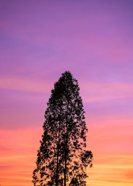 Silhouetboom op kleurrijke hemel bij zonsondergang