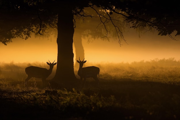 Silhouetdieren in het landschap