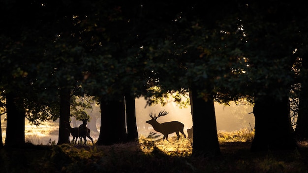 Silhouethert in bos