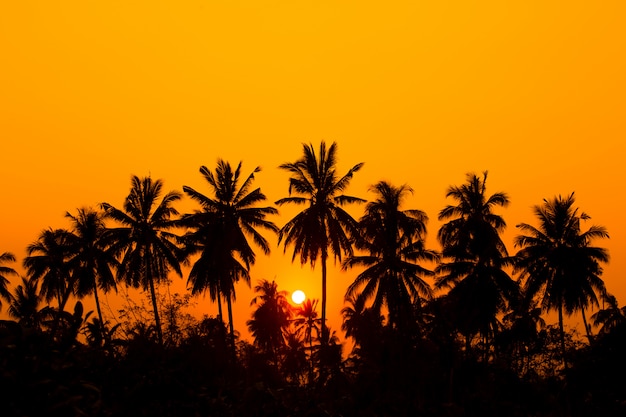 Silhouetkokospalm met zonsonderganghemel.