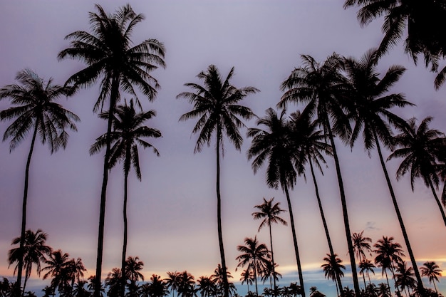 Silhouetpalm bij zonsondergang.