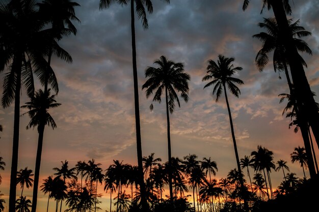 Silhouetpalm met duisternis.