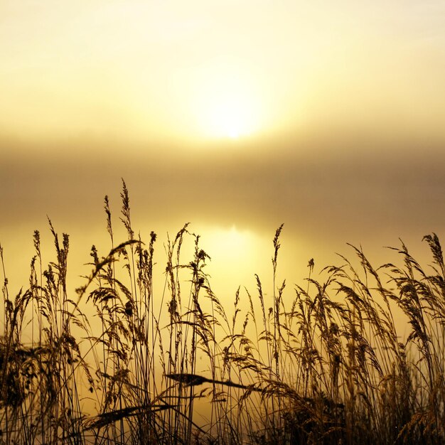 Foto silhouetplanten die tijdens de zonsondergang op het veld tegen de lucht groeien