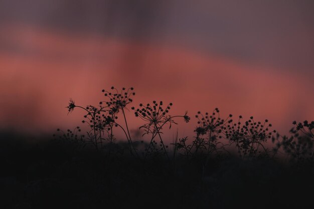 Foto silhouetplanten groeien op het veld tegen de hemel tijdens de zonsondergang