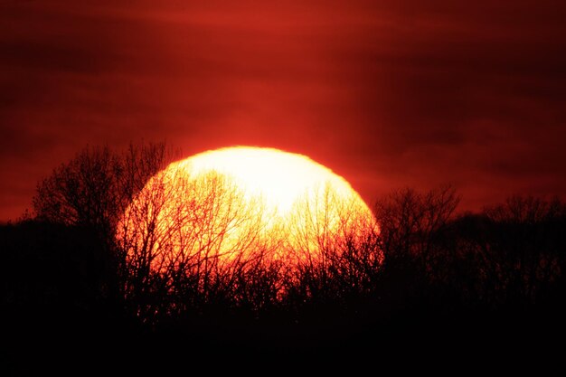 Foto silhouetplanten tegen de zon bij zonsondergang