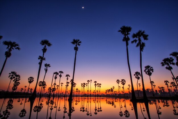 Silhouetsuikerpalm op het padieveld vóór Zonsopgang. Reflectie op het water.