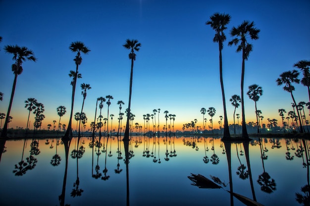 Silhouetsuikerpalm op het padieveld vóór Zonsopgang