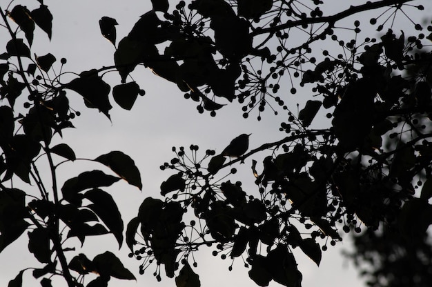 Photo silhouette against the sky