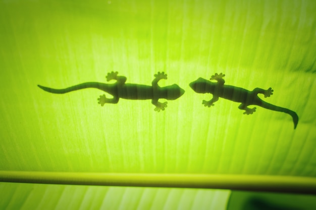 The silhouette of the animal on the leaf.