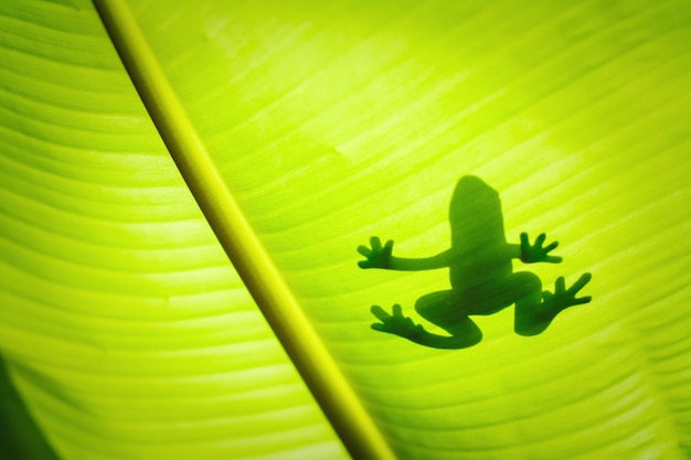 The silhouette of the animal on the leaf.