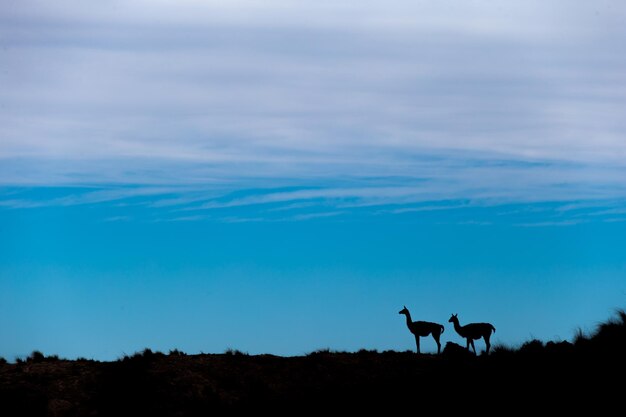 写真 天空を背景に陸上に立っている動物のシルエット