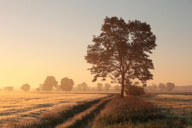 Silhouette of ash tree in a grain field in foggy weather during sunrise