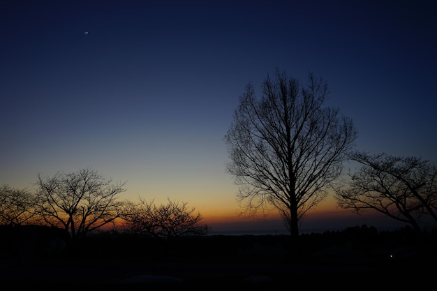 夕暮れの晴れた空を背景に裸の木のシルエット