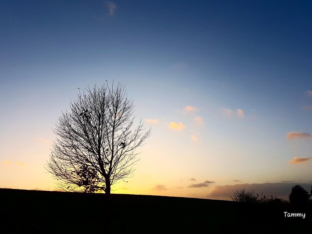 Silhouette bare tree against clear sky at sunset