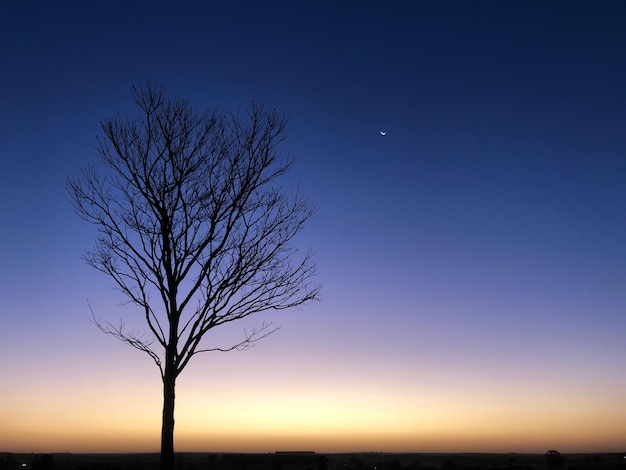 夕暮れの晴れた空を背景に裸の木のシルエット