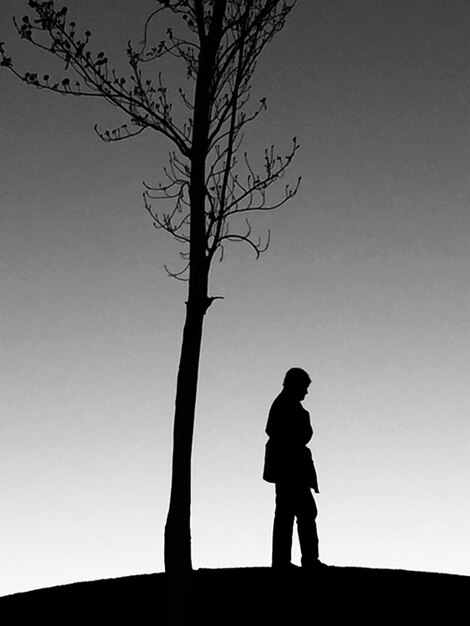 Silhouette of bare tree against clear sky