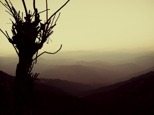 Silhouette of bare tree against mountains