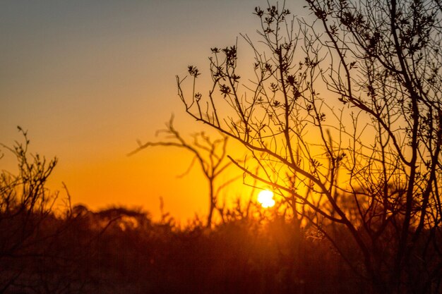 Photo silhouette bare tree against orange sky