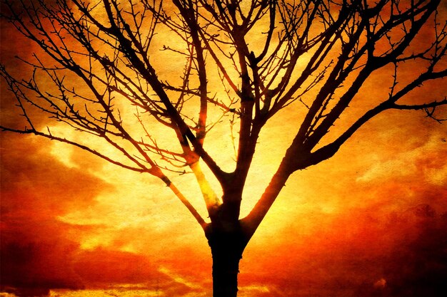 Silhouette bare tree against orange sky