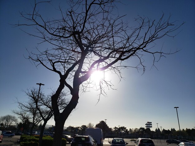 Silhouette bare tree against sky in city