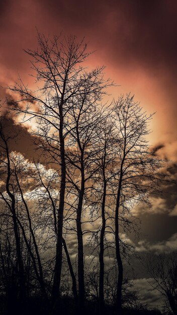 Silhouette bare tree against sky during sunset