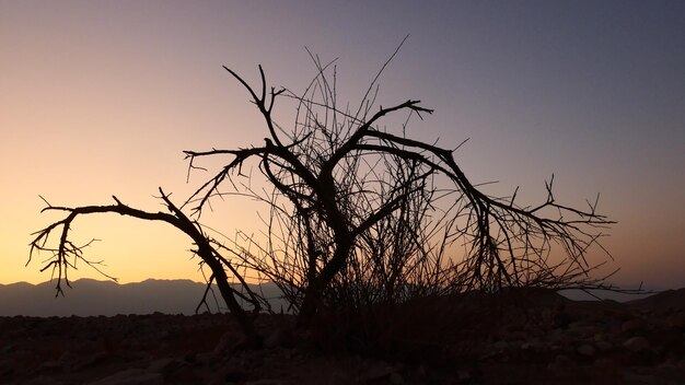 写真 夕暮れの空を背景に裸の木のシルエット