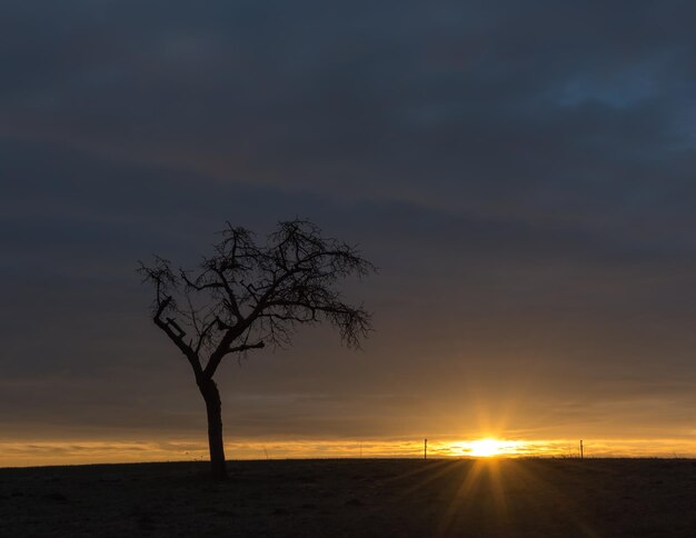 Silhouette bare tree against sky during sunset