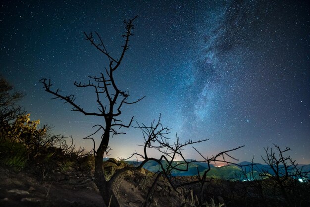 Photo silhouette bare tree against sky at night