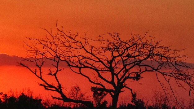 Silhouette bare tree against sky at sunset