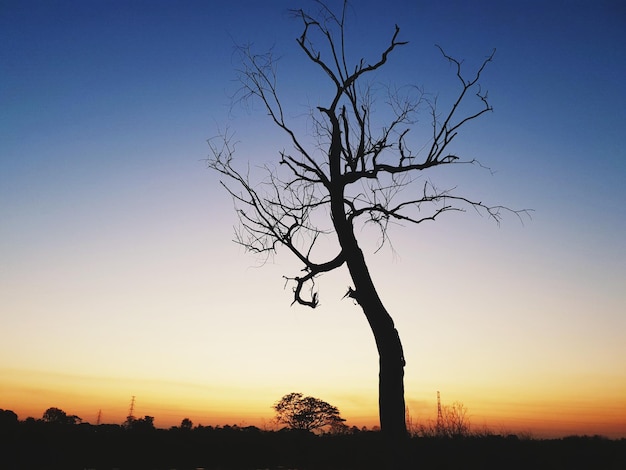 Силуэт голого дерева на фоне неба во время захода солнца